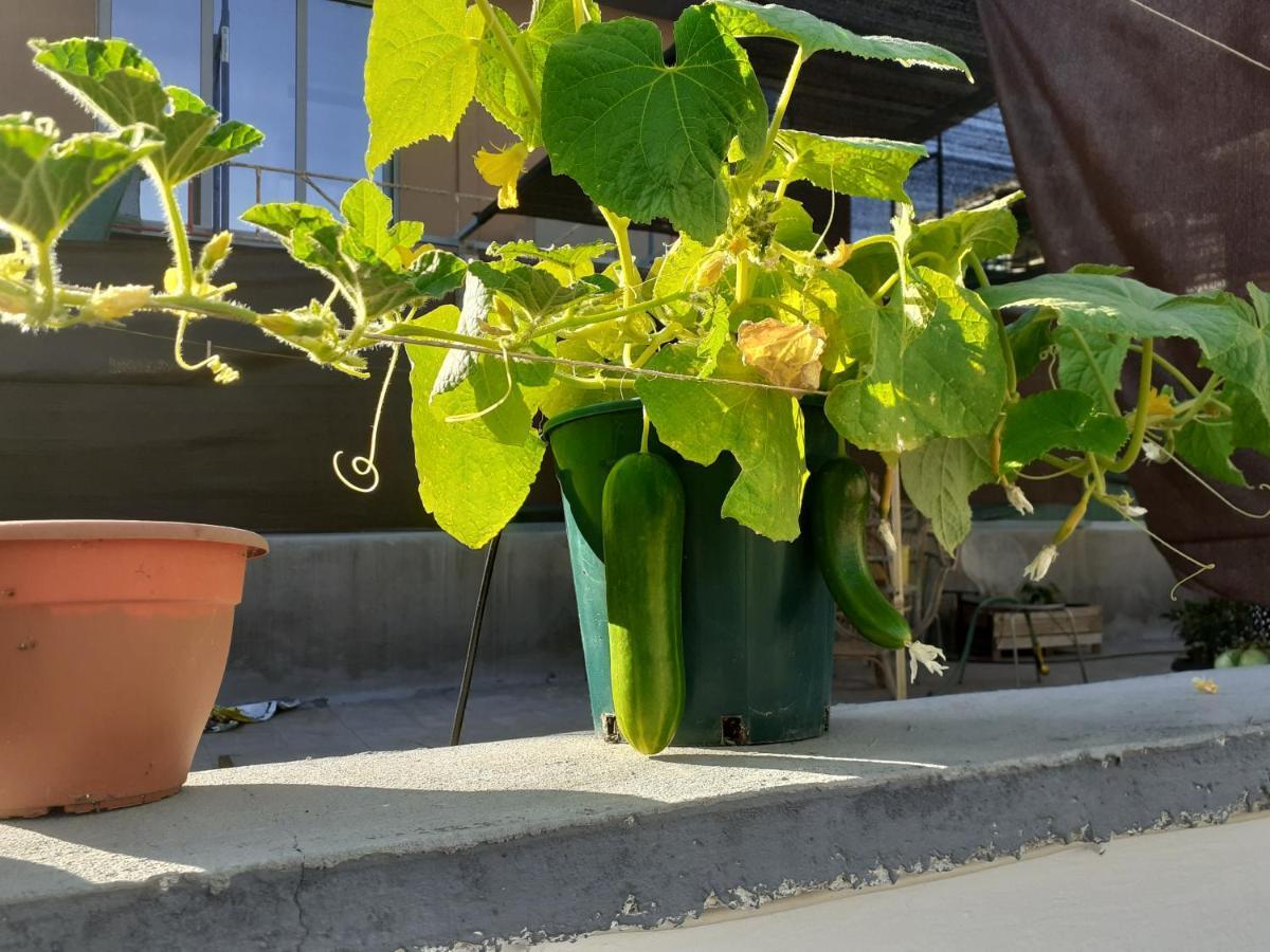 17 Flats And Roof Garden Apartment Atena Exterior foto